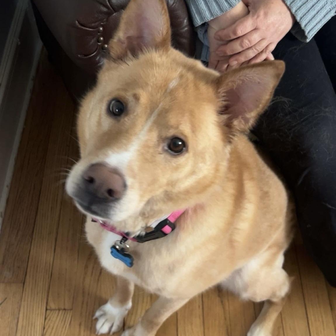 Enlarge Henry Chestnut, a Adoptable mixed breed in plymouth , MA image 2/6