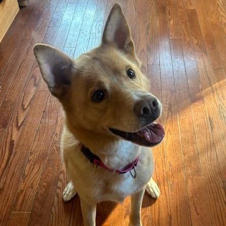 Henry Chestnut, Adoptable, Adult Male Shepherd & Carolina Dog.