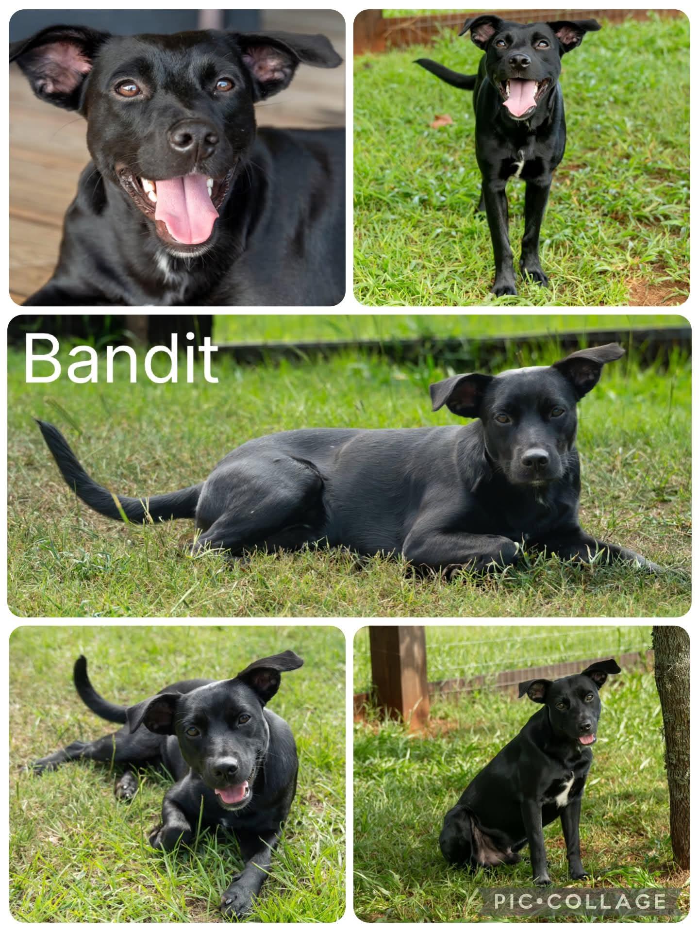Enlarge Bandit, a ADOPTABLE mixed breed in Enterprise, AL image 1/1