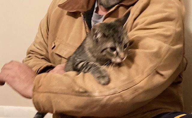 Enlarge Maze bonded with Leaf, a Adopted Domestic Medium Hair in Macedonia, OH image 1/3