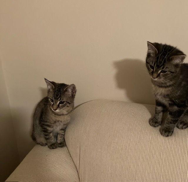 Enlarge Maze bonded with Leaf, a Adopted Domestic Medium Hair in Macedonia, OH image 2/3