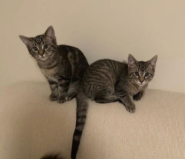 Enlarge Maze bonded with Leaf, a Adopted Domestic Medium Hair in Macedonia, OH image 3/3