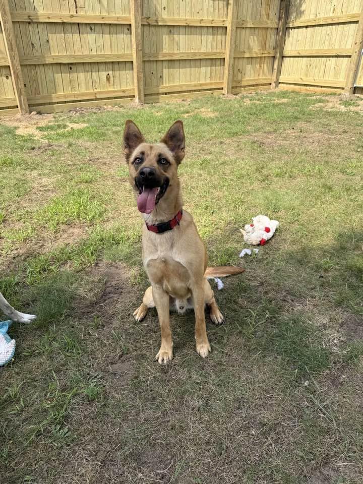 Enlarge Flash, a ADOPTABLE mixed breed in Bellaire, MI image 1/3