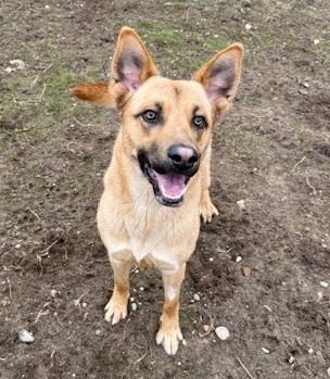 Flash, ADOPTABLE, Young Male Belgian Shepherd / Malinois.