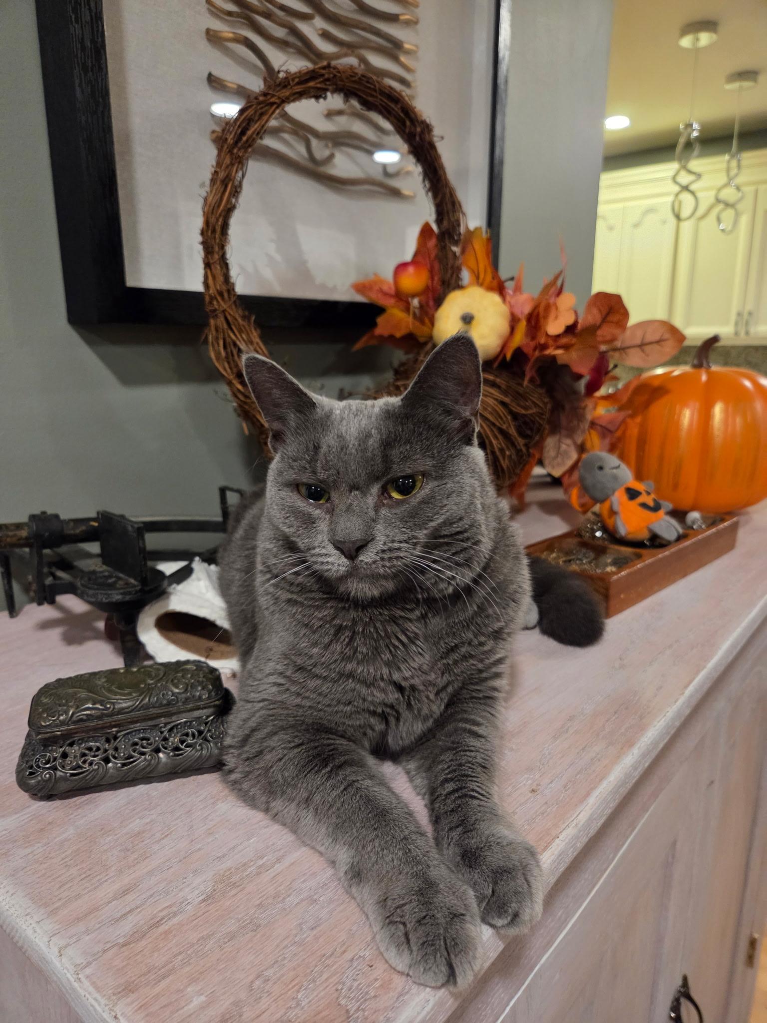 Poetry, Adoptable, Young Female Domestic Short Hair.