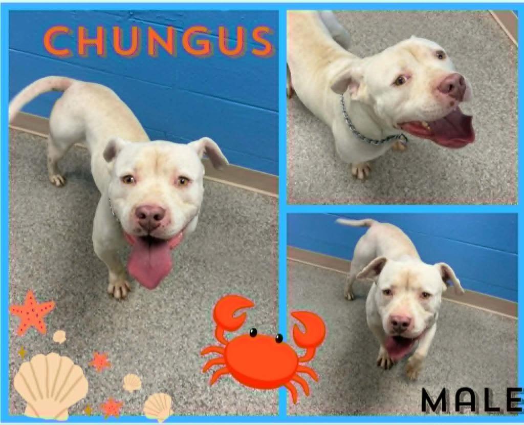 Chungus, Adoptable, Young Male Pit Bull Terrier & Mixed Breed.
