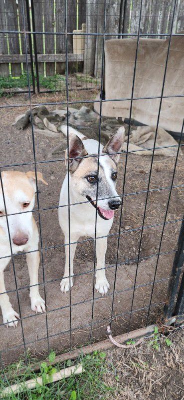 MILEY, Adoptable, Adult Female Mixed Breed & Australian Cattle Dog / Blue Heeler.