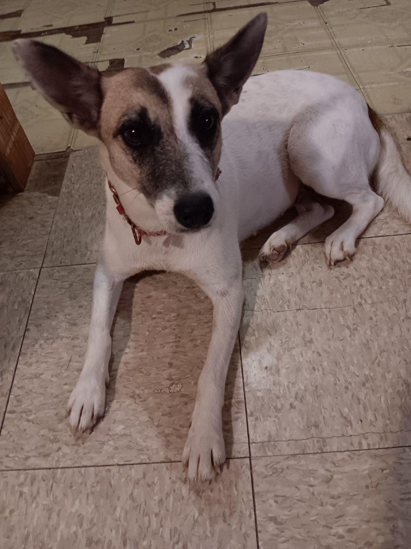 MILEY, a Adoptable mixed breed in New Haven, CT image 3/4