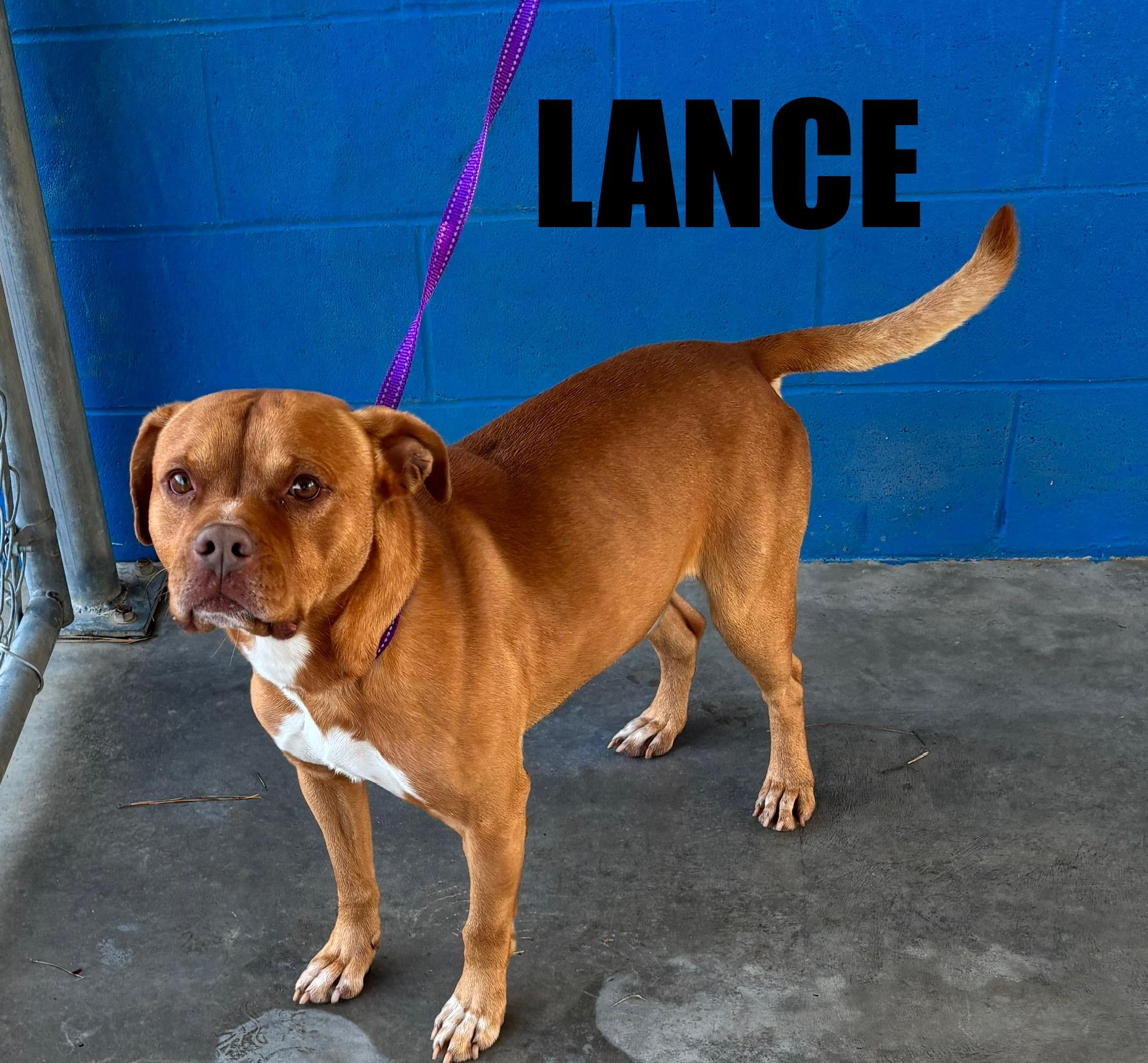 Enlarge Lance , a ADOPTABLE mixed breed in Snow Hill, NC image 1/1