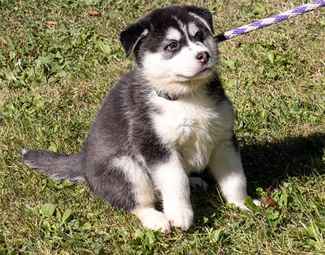 Gabriel, Adopted, Puppy Male Siberian Husky.