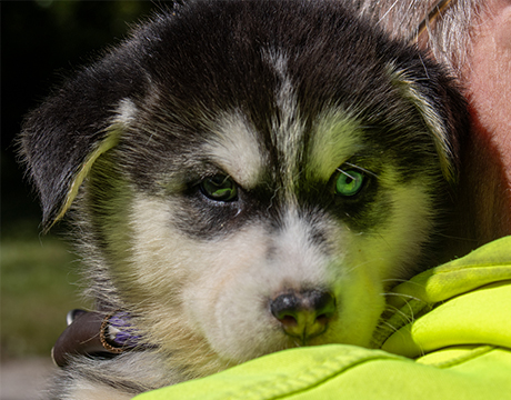 Gabriel, a Adopted Siberian Husky in Harvard, IL image 2/4