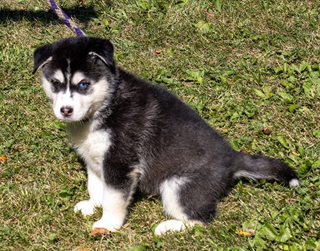 Gabriel, a Adopted Siberian Husky in Harvard, IL image 3/4
