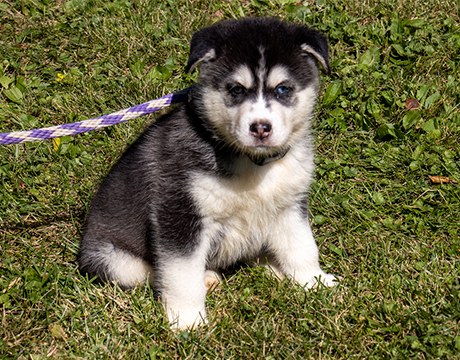 Gabriel, a Adopted Siberian Husky in Harvard, IL image 4/4