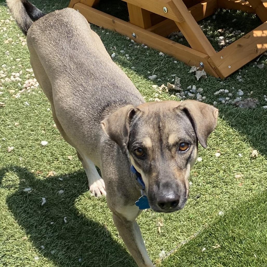 Hilux, ADOPTABLE, Adult Female Mixed Breed.