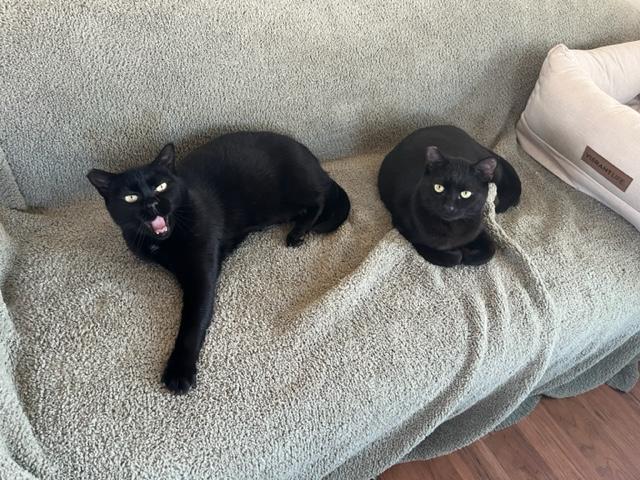 Lady & Elroy Bonded w/Video, a ADOPTABLE Domestic Short Hair in Eagle Point, OR image 2/6