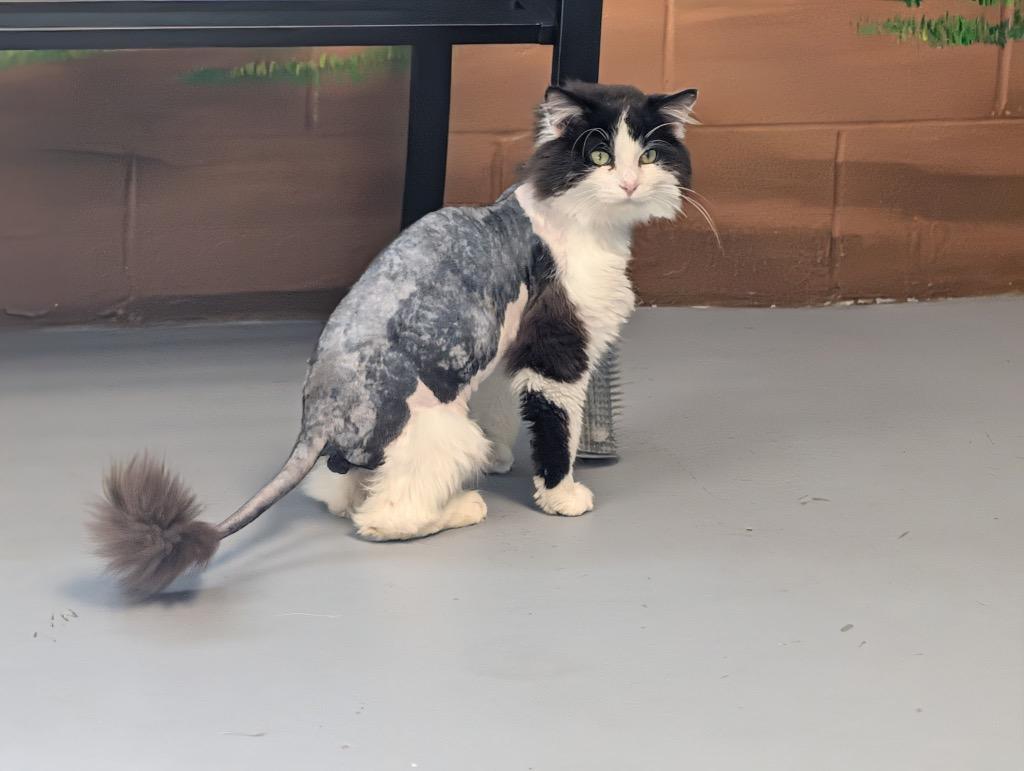 Enlarge Dalmation, a Adoptable mixed breed in Shelbyville, TN image 2/3