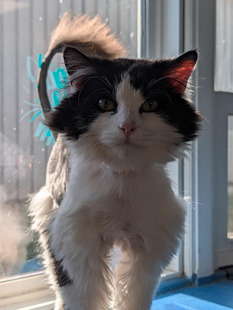 Enlarge Dalmation, a Adoptable mixed breed in Shelbyville, TN image 3/3