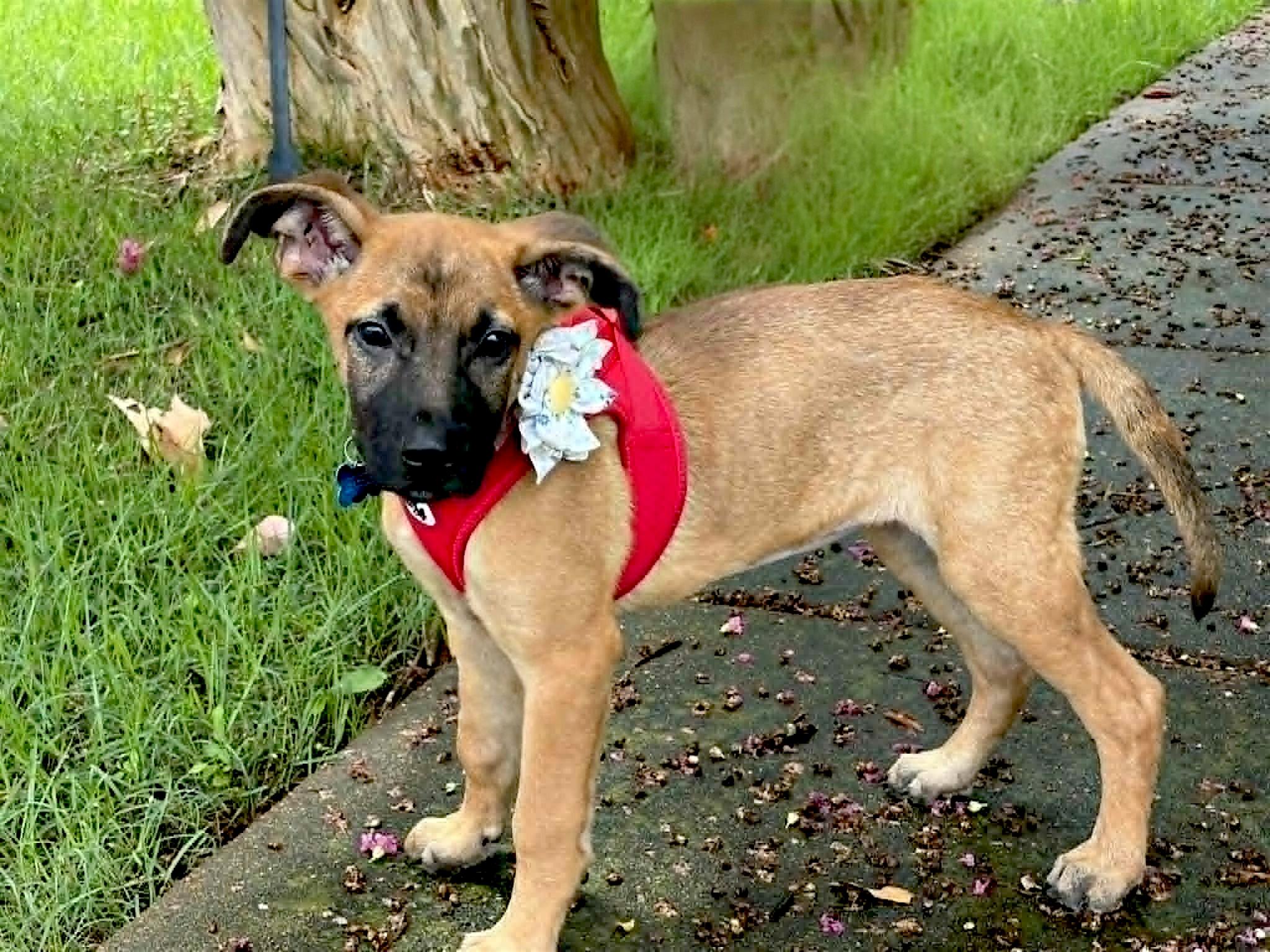 Linden, Adoptable, Puppy Female German Shepherd Dog.