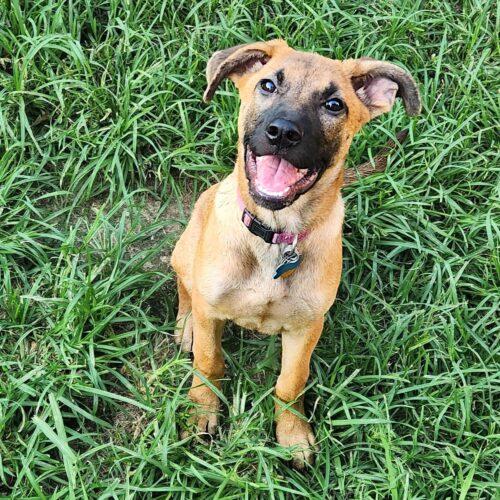 Linden, Adoptable, Puppy Female German Shepherd Dog.