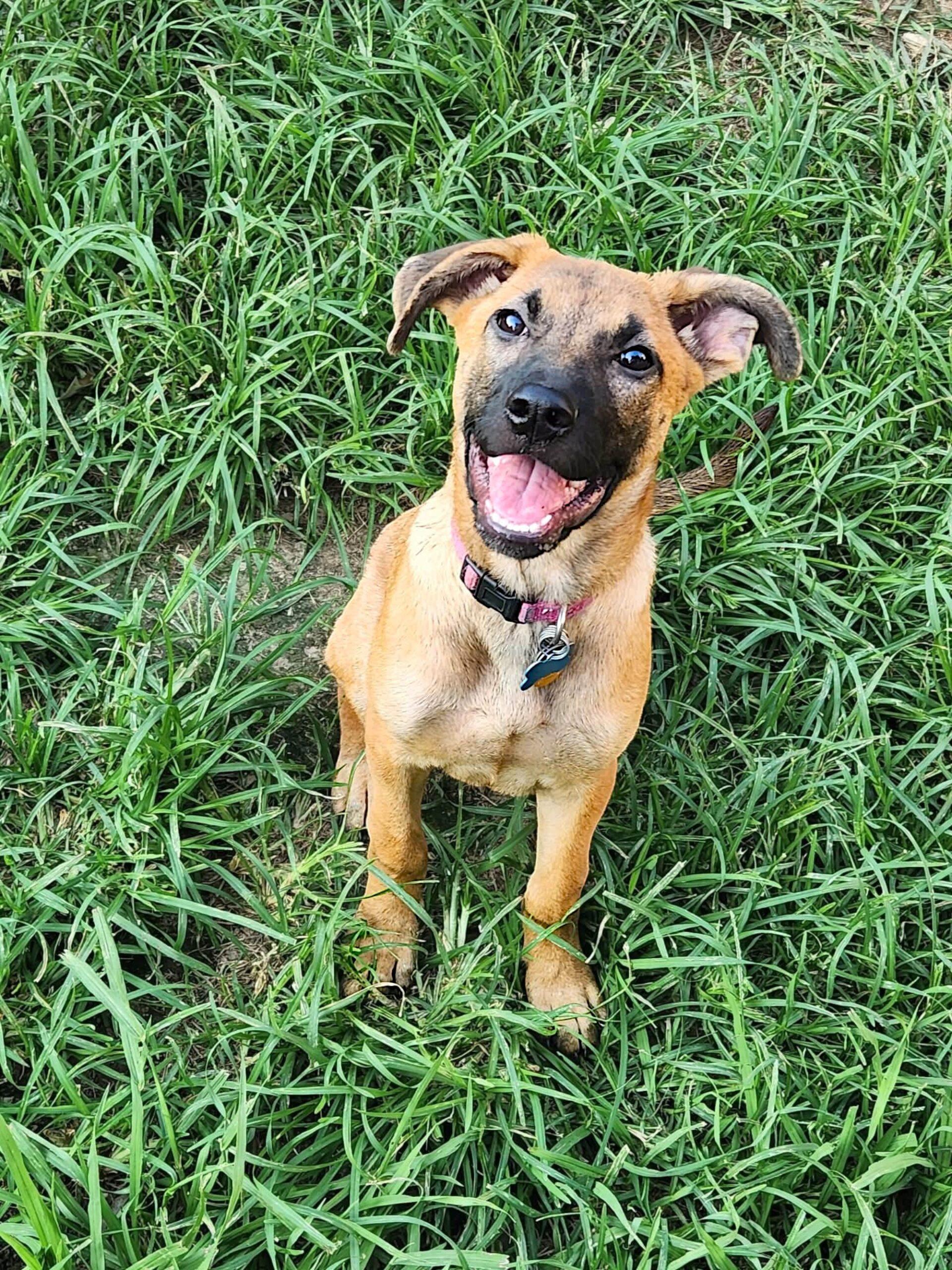 Linden, Adoptable, Puppy Female German Shepherd Dog.