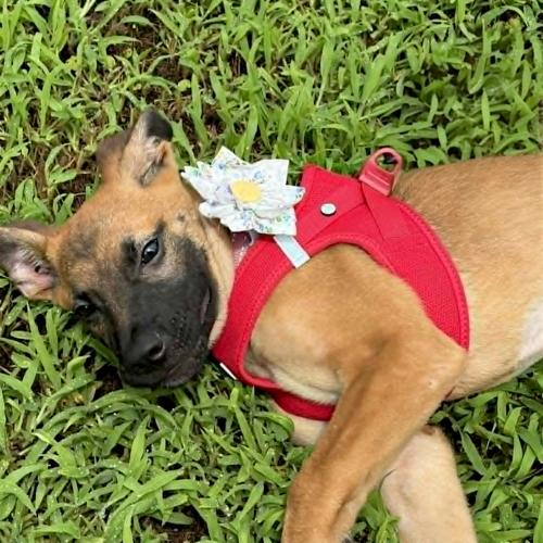 Linden, a Adoptable German Shepherd Dog in Memphis, TN image 2/4