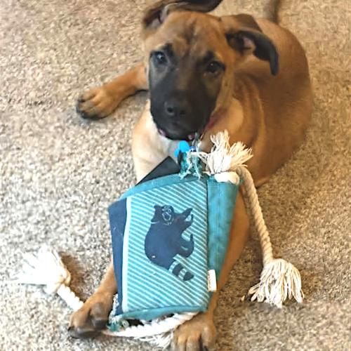 Linden, a Adoptable German Shepherd Dog in Memphis, TN image 3/4
