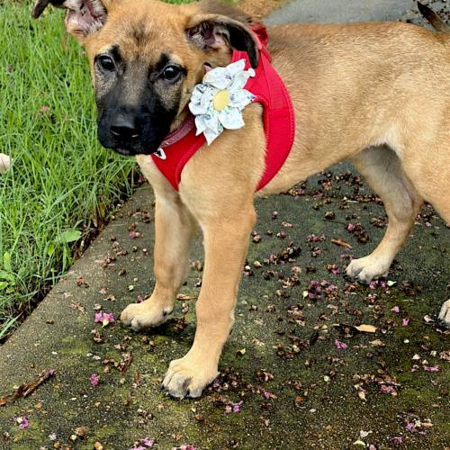 Linden, a Adoptable German Shepherd Dog in Memphis, TN image 4/4