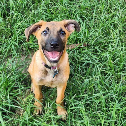 Linden, a Adoptable German Shepherd Dog in Memphis, TN image 5/5