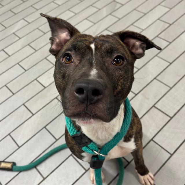 TRUE, Adoptable, Adult Male Pit Bull Terrier & Mixed Breed.