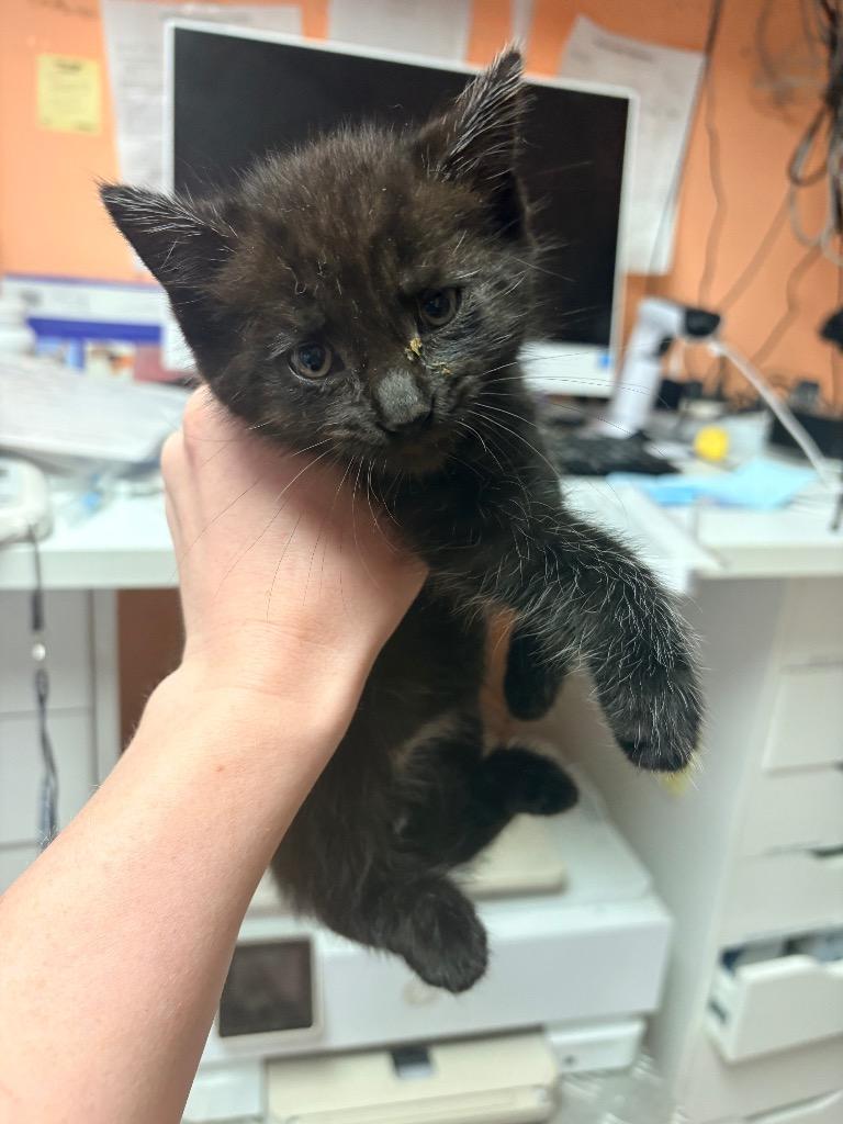 Moth, Adoptable, Kitten Male Domestic Short Hair.