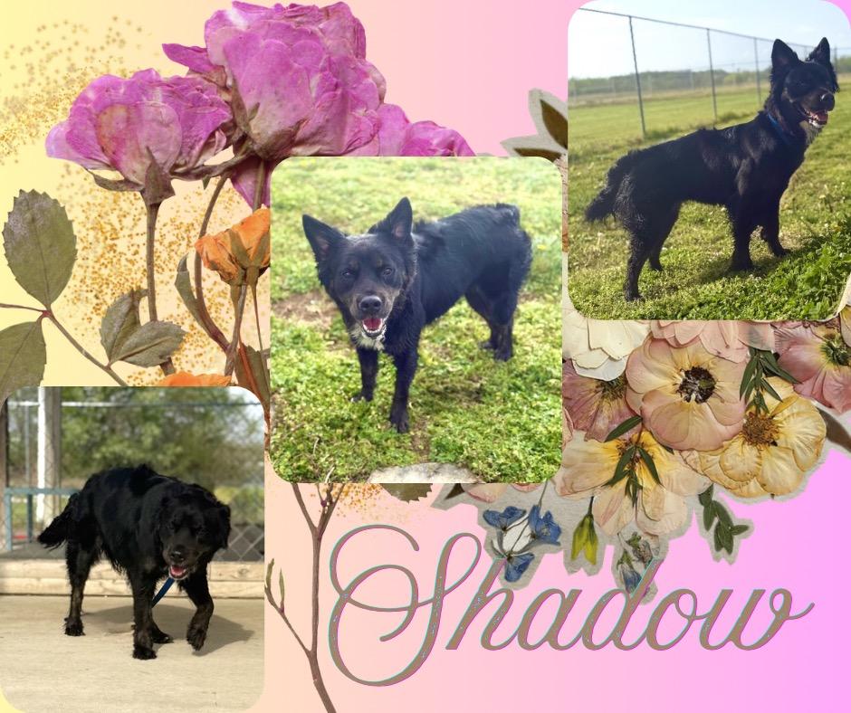 Luna/Shadow, Adoptable, Young Female Border Collie.