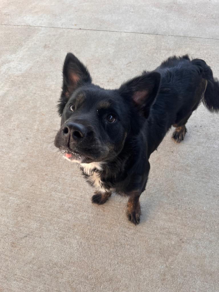 Enlarge Luna/Shadow, a Adoptable mixed breed in Hopkinsville, KY image 2/3