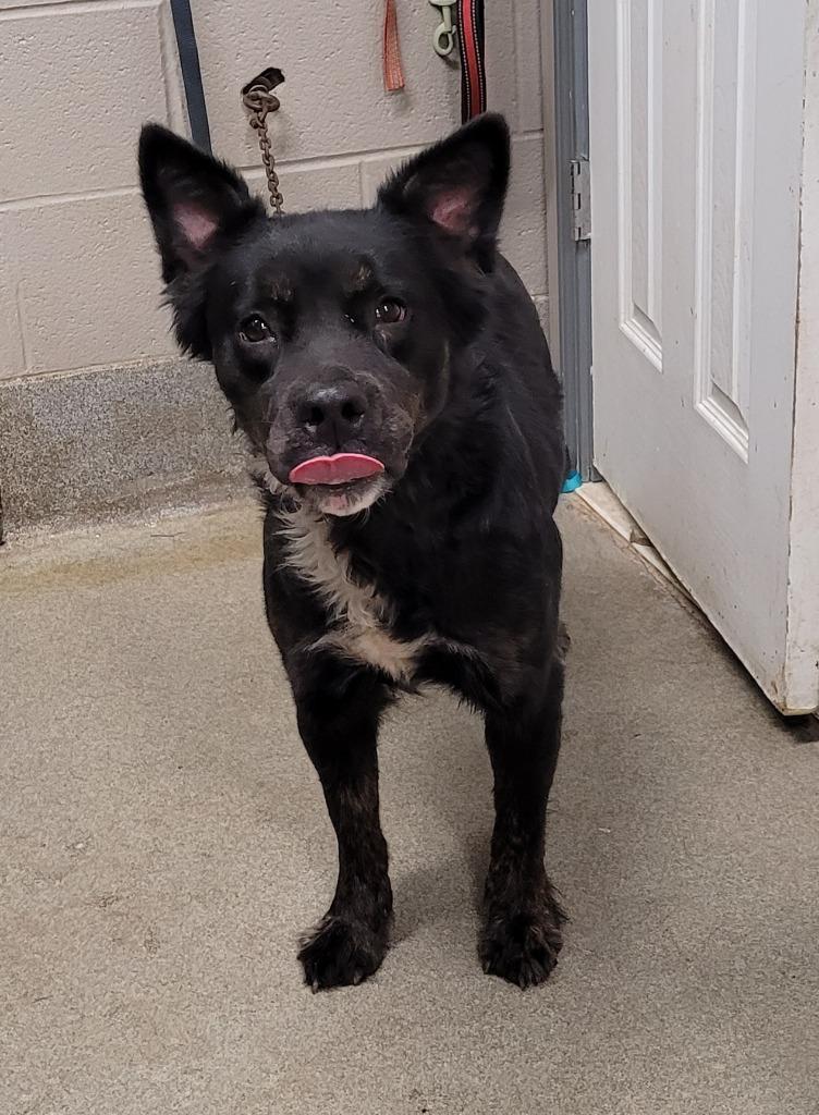 Enlarge Luna/Shadow, a Adoptable mixed breed in Hopkinsville, KY image 3/3