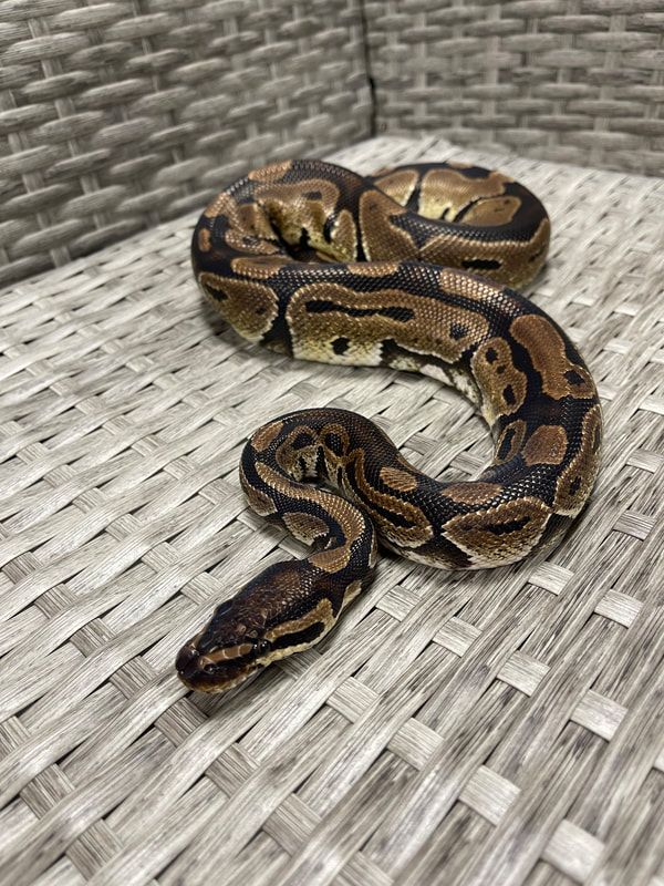 Eugene