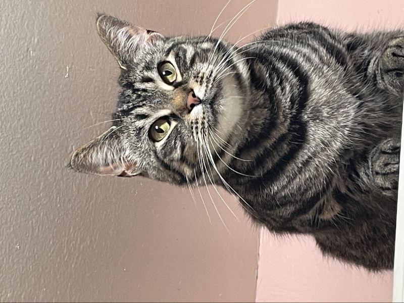 Wanda, Adoptable, Young Female Domestic Short Hair.