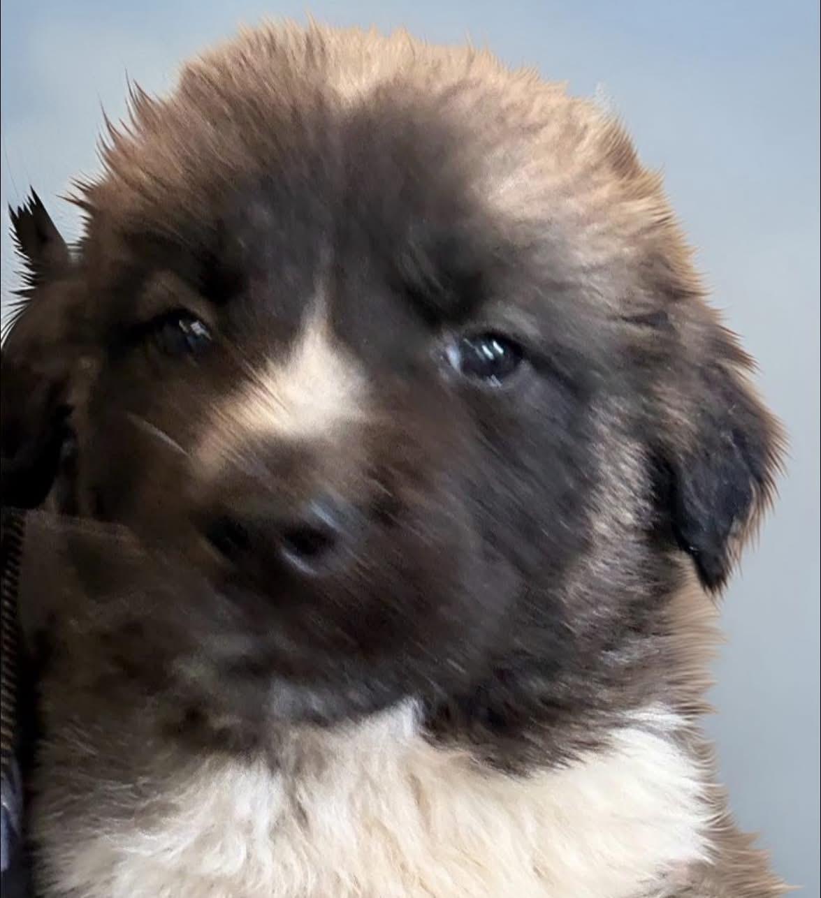 Hanky, ADOPTABLE, Puppy Male Shih Tzu.