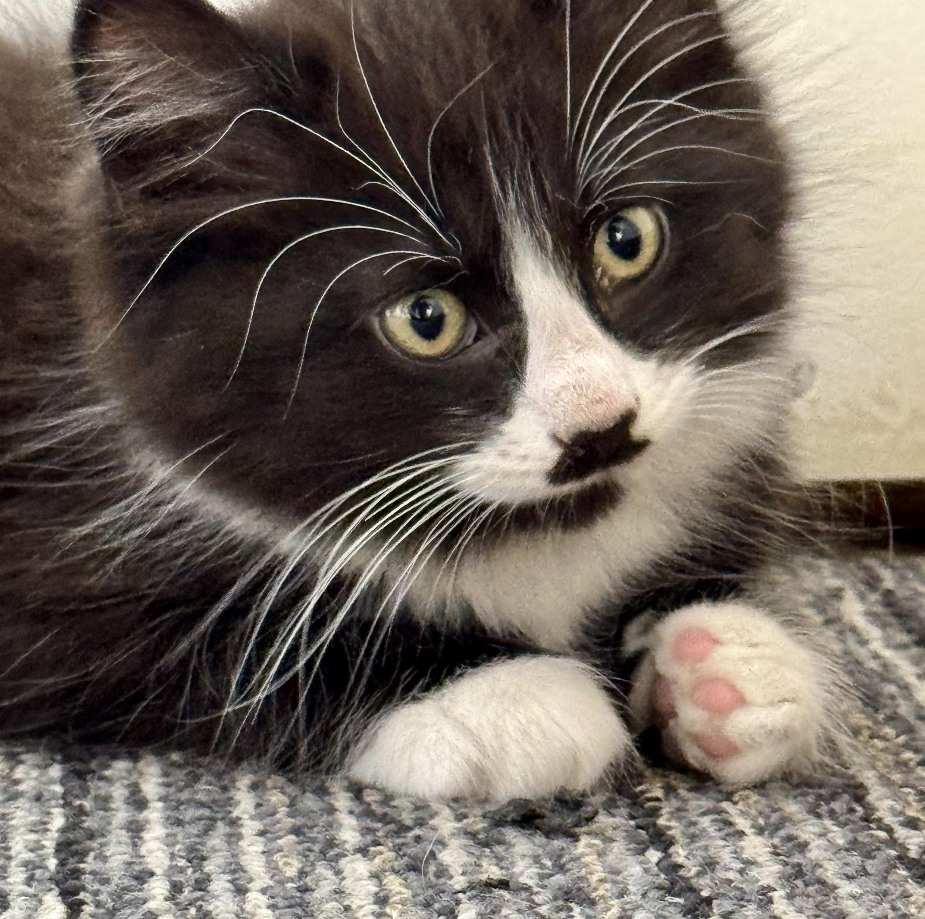 Mustachio- funny, athletic explorer, an adoptable mixed breed in Bonney Lake, WA image 4/6