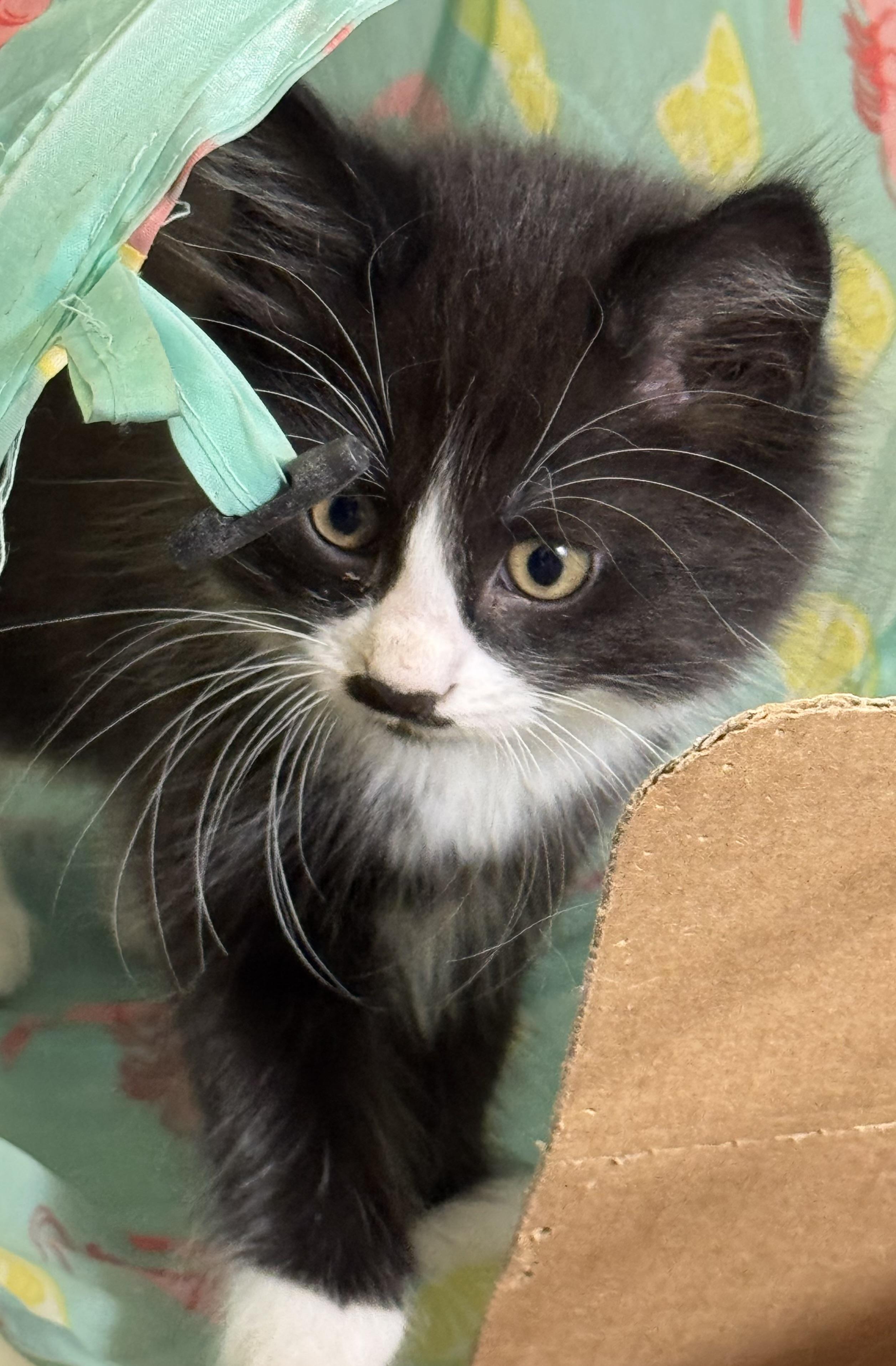 Mustachio- funny, athletic explorer, an adoptable mixed breed in Bonney Lake, WA image 3/6