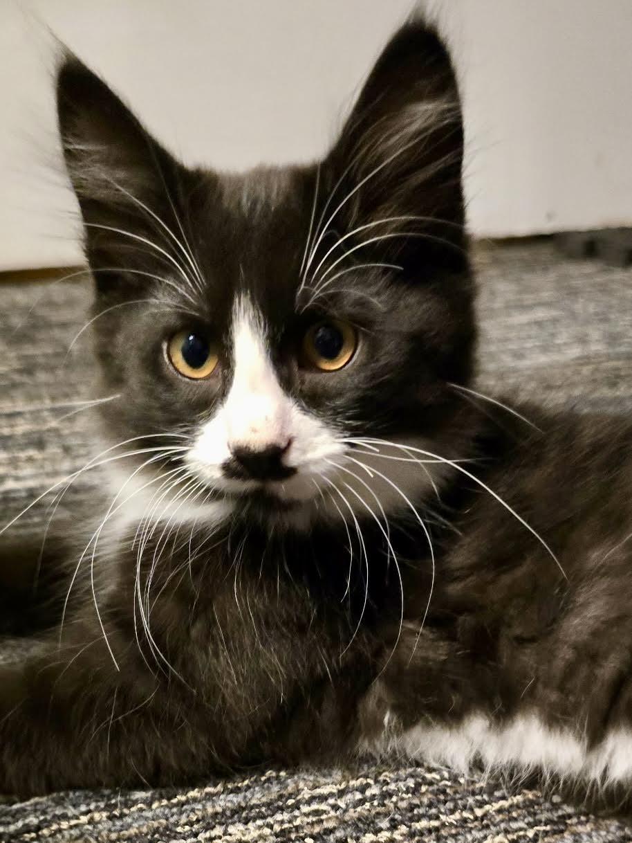 Enlarge Mustachio- funny, affectionate and athletic explorer, an adopted mixed breed in Bonney Lake, WA image 1/6