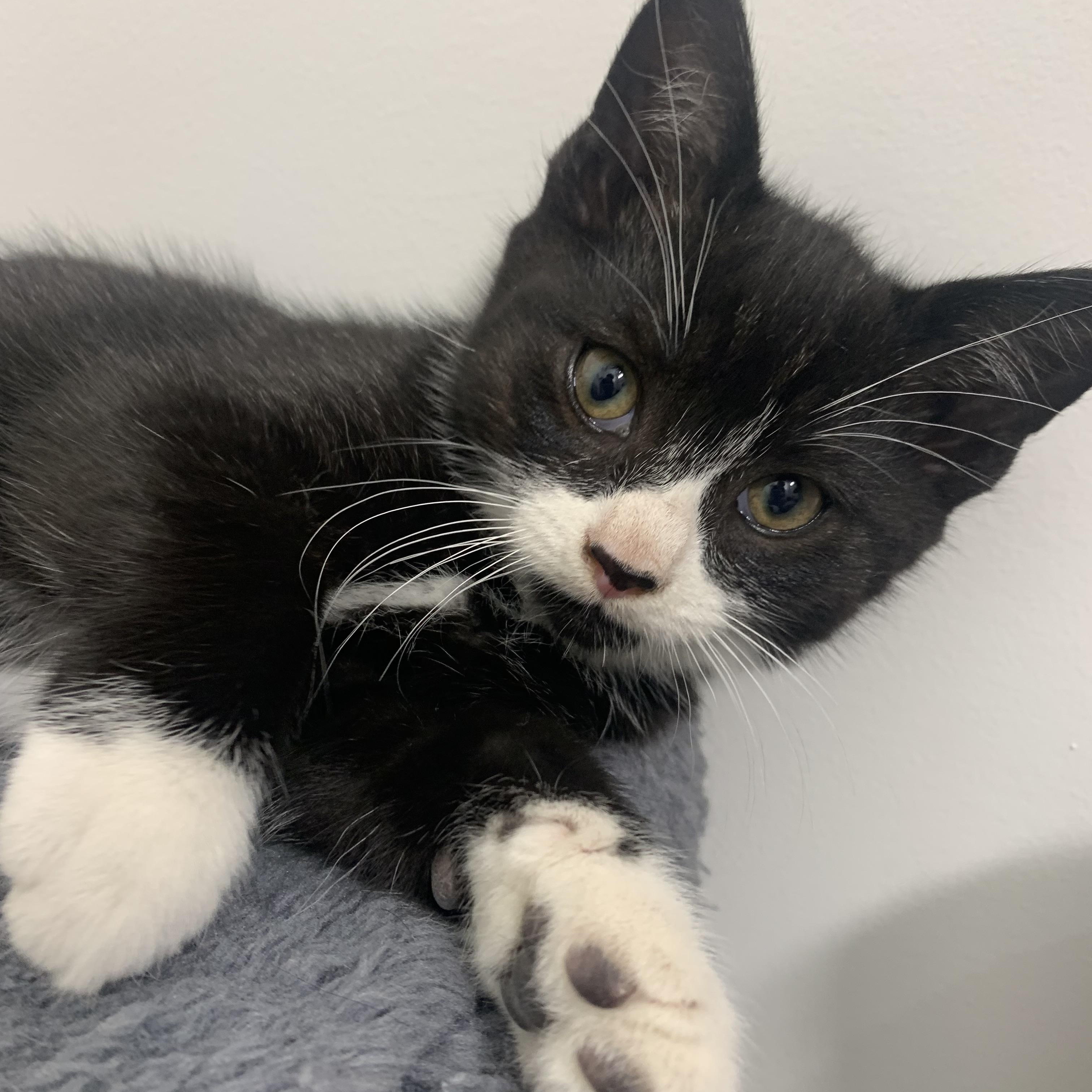 Mustachio- funny, athletic explorer, an adoptable mixed breed in Bonney Lake, WA image 2/6