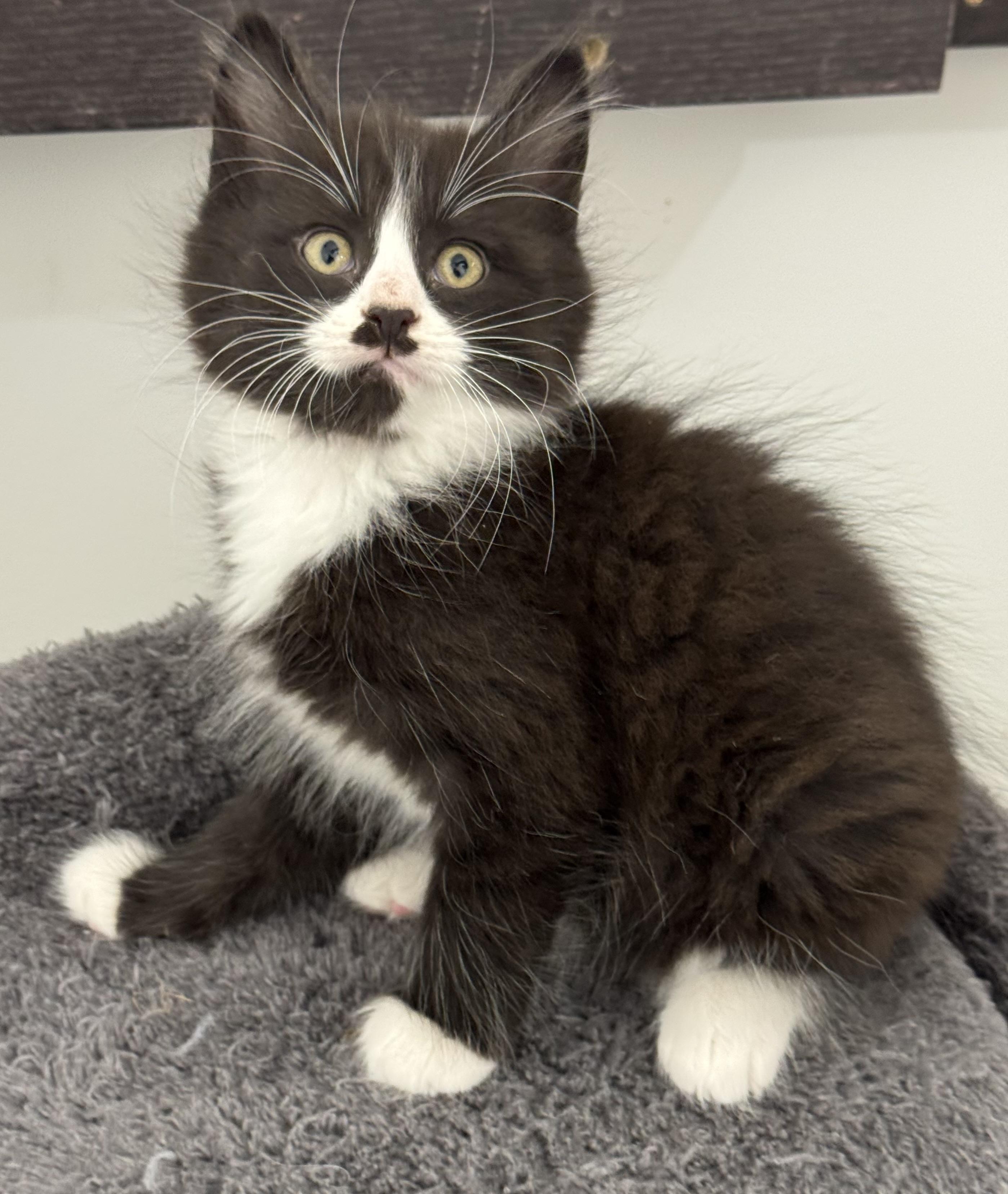 Mustachio- funny, athletic explorer, an adoptable mixed breed in Bonney Lake, WA image 1/6