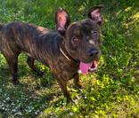 Enlarge Scar, a Adoptable Mixed Breed in Winfield, KS image 1/1