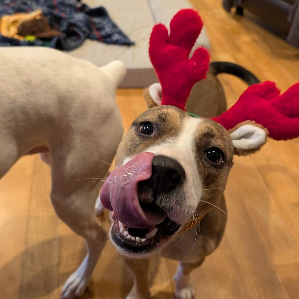 Enlarge Marley, a Adoptable Mixed Breed in Hamilton, GA image 1/6