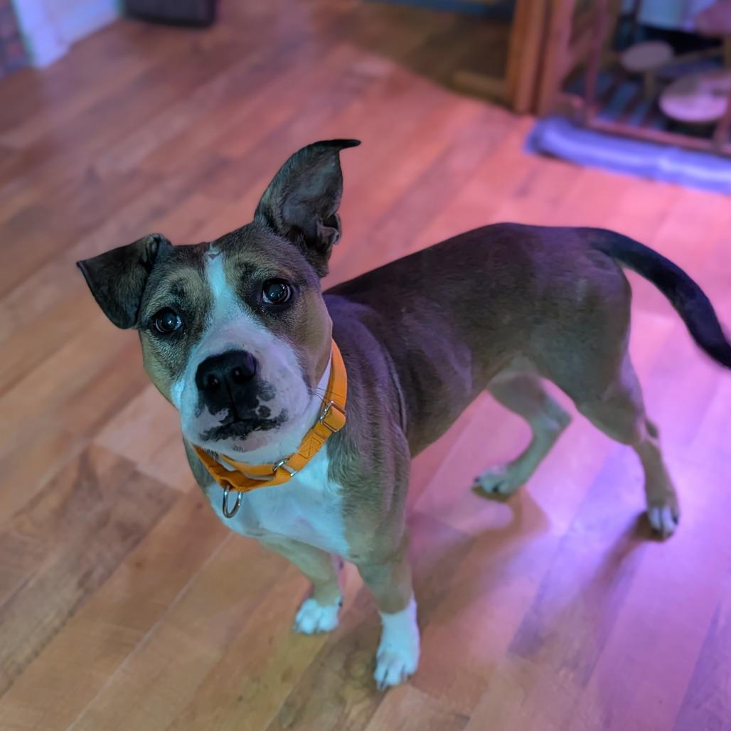 Enlarge Marley, a Adoptable Mixed Breed in Hamilton, GA image 2/6