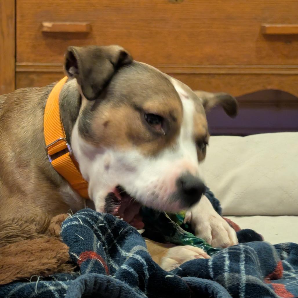 Enlarge Marley, a Adoptable Mixed Breed in Hamilton, GA image 3/6