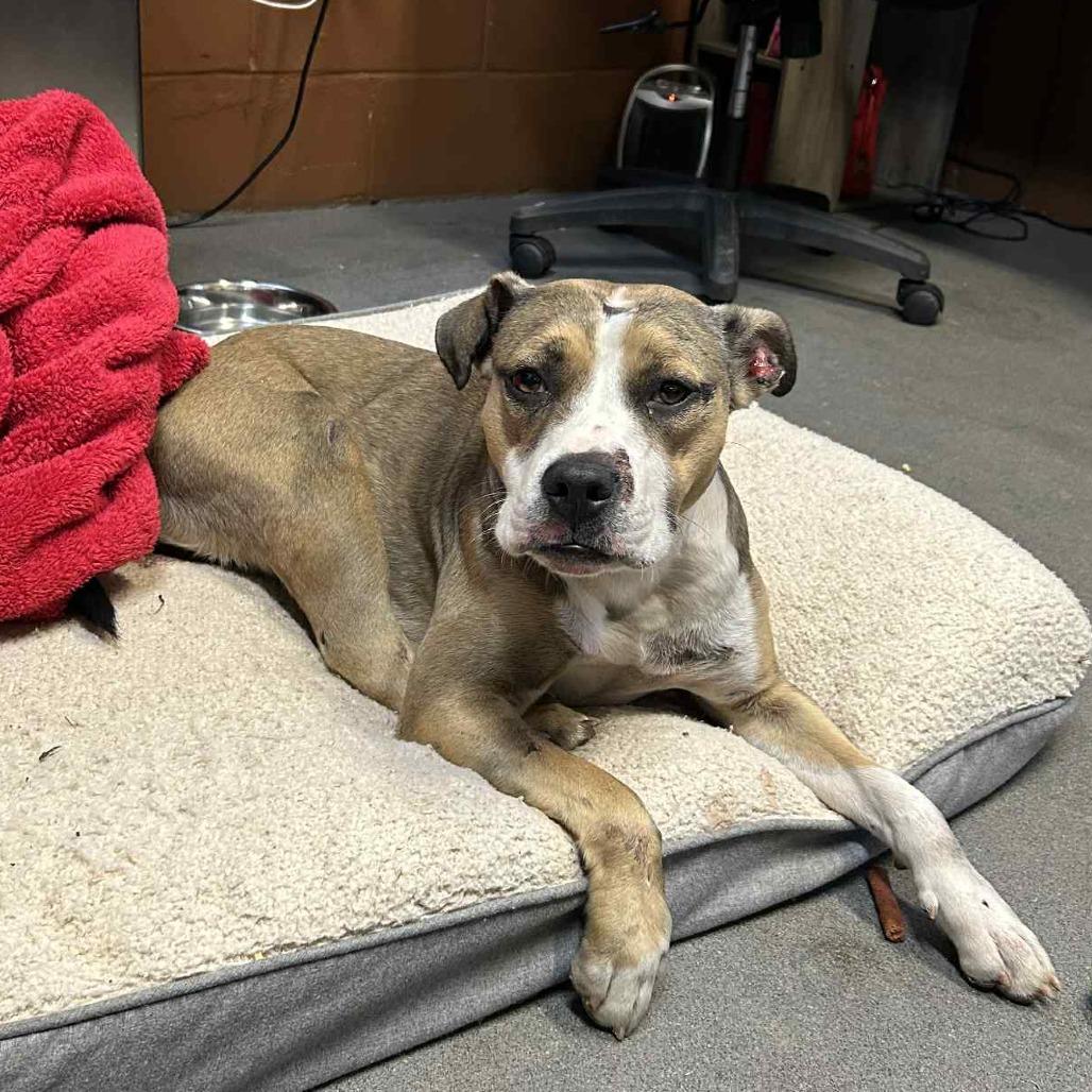 Enlarge Marley, a Adoptable Mixed Breed in Hamilton, GA image 4/6