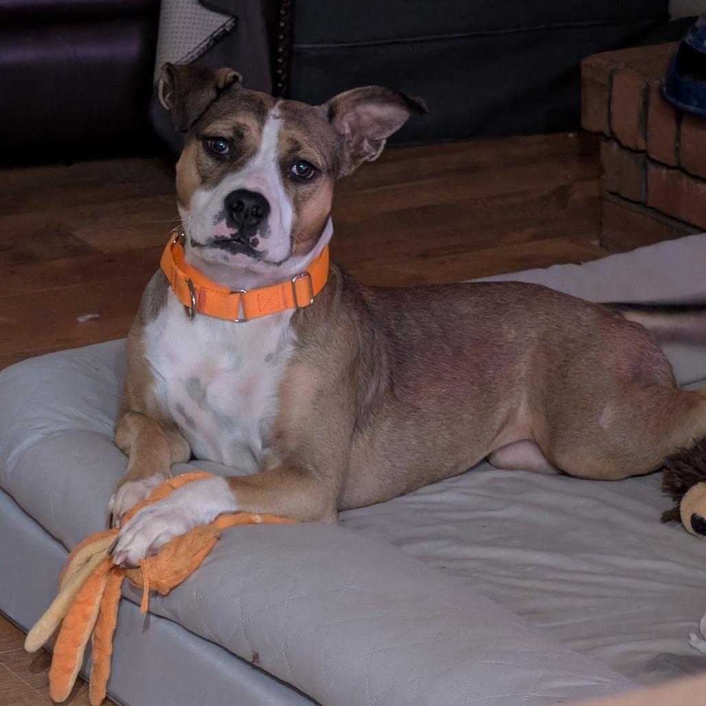 Enlarge Marley, a Adoptable Mixed Breed in Hamilton, GA image 5/6