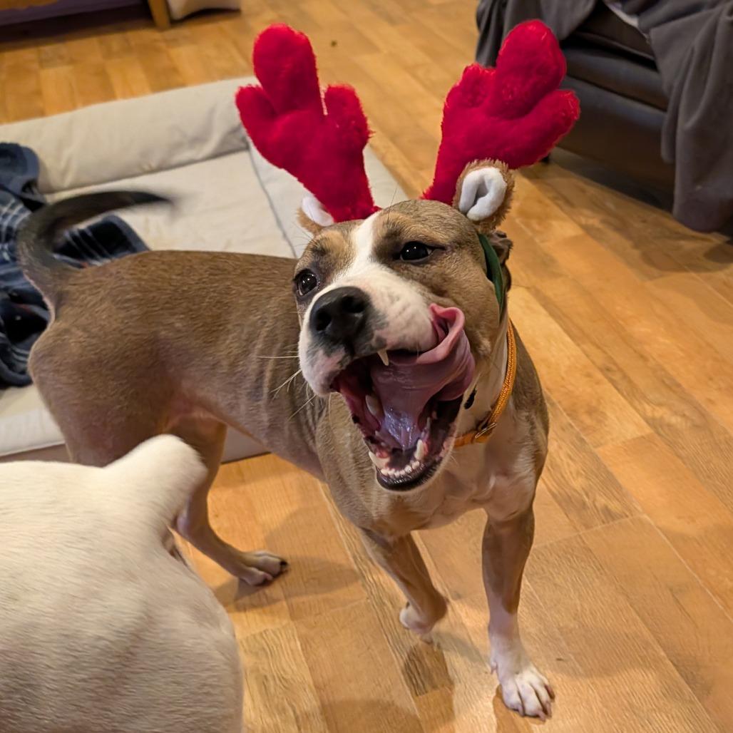 Enlarge Marley, a Adoptable Mixed Breed in Hamilton, GA image 6/6