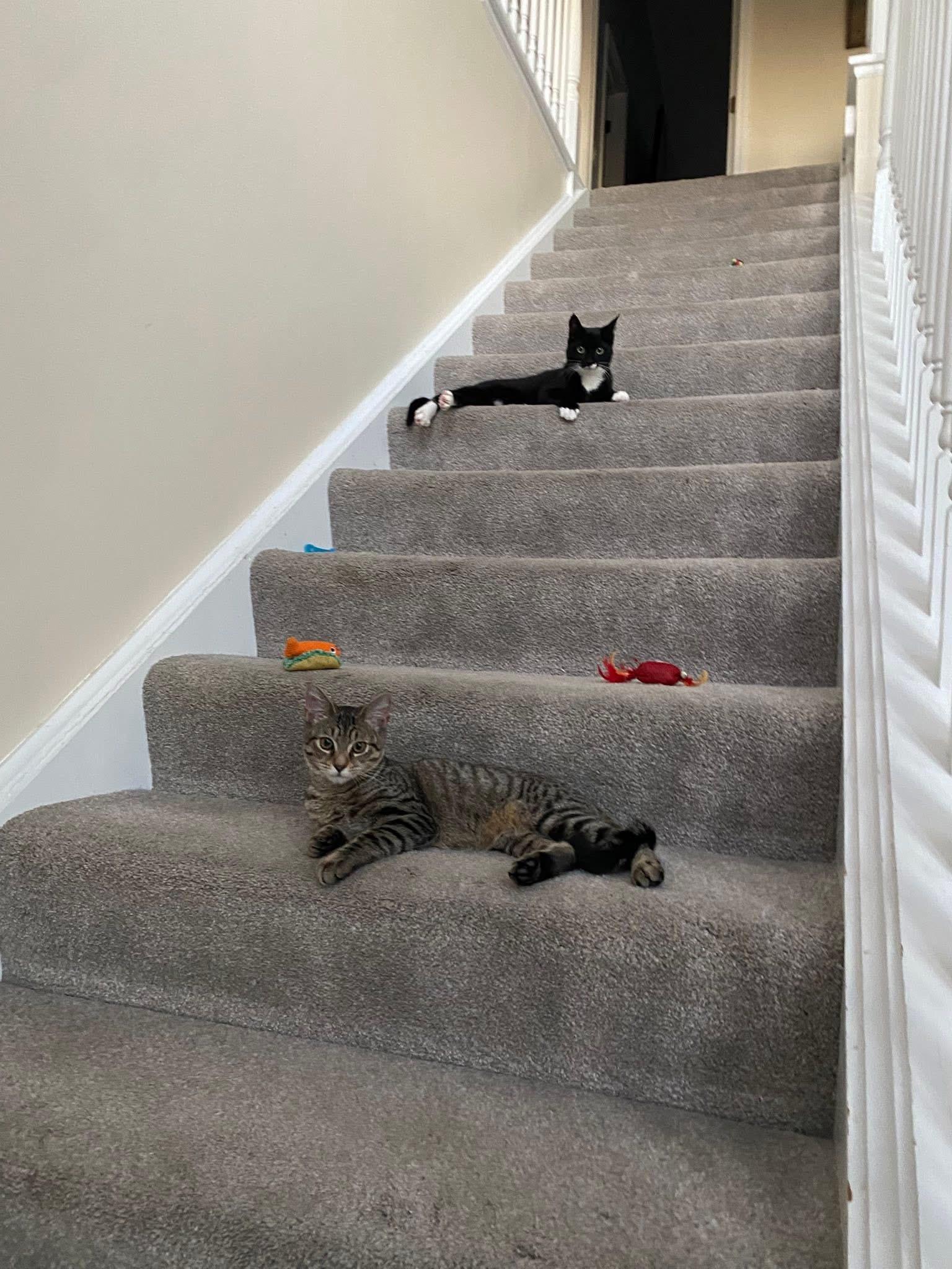 Timber & Ukulele (BONDED PAIR)