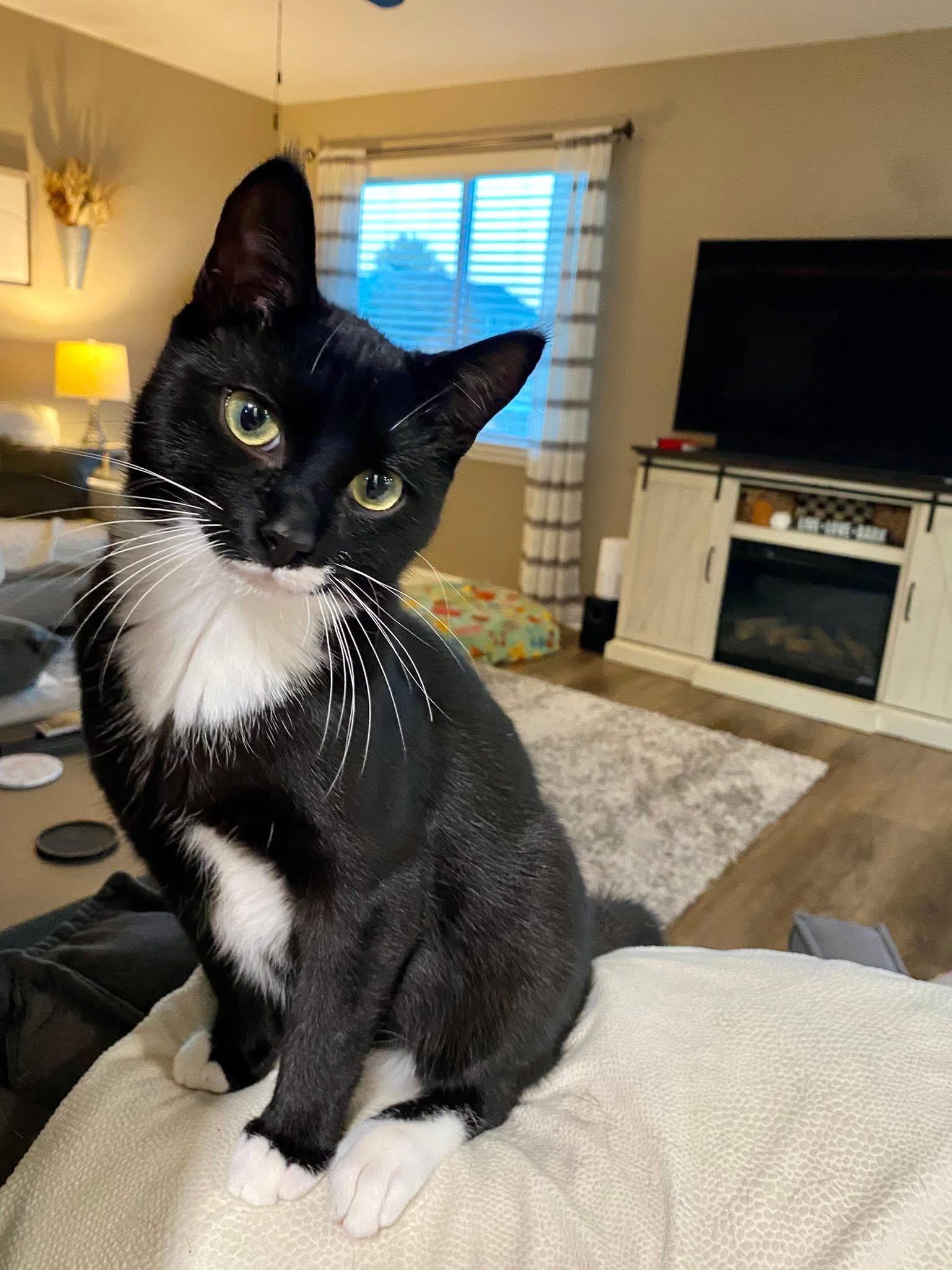 Timber & Ukulele (BONDED PAIR)